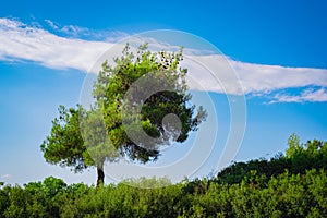 A tree among green fields with blue sky and white cloud in the background