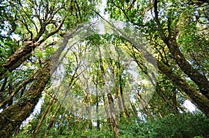 The tree in a green forest