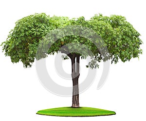 Tree on green grass field