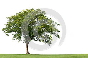 Tree on green grass field isolated on the white backgrounds