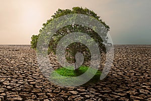 tree with green grass growing on climate change  drought land