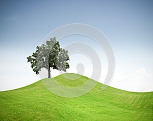 Un árbol sobre el césped verde colina 