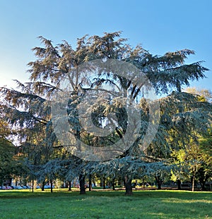 Tree in green grey tonalities