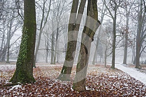 Tree in the with green ivy after the first snow