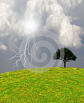 Tree in Green Landscape