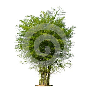 Tree green leaf isolate on white