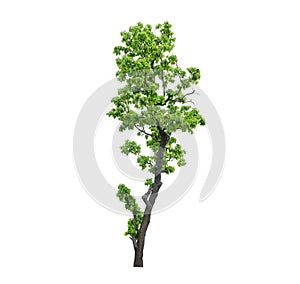 Tree green leaf isolate on white