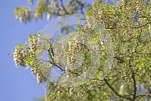 Tree with green leaves and blue sky