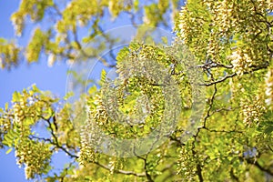 Tree with green leaves and blue sky as background.