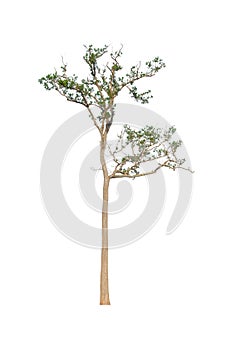 Tree with green leaves isolated on white background.