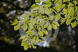 tree with green leaves and needles in the sun at the Dellen in the Veluwe in the Netherlands.