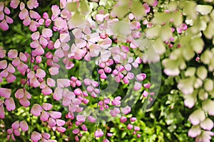 Tree green leaves and pink leaves in background with sunlight behind