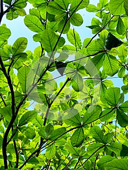 A tree with green leaves is shown in the image