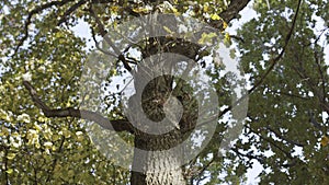Tree with green leaves and sunlight in a summer forest. Action. Bottom view of an oak tree trunk and green leaves on