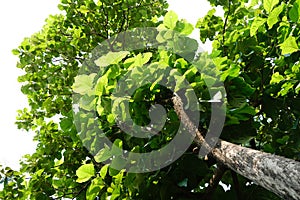 A tree with green leaves in sunny days