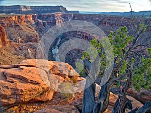Tree with green leaves. Toroweap overlook of Grand Canyon Natio photo