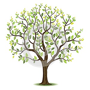 tree with green leaves. Vector illustration decorative design