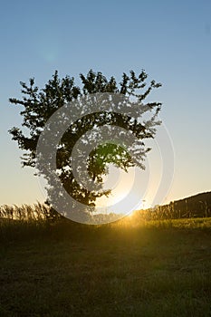 Tree on the meadow in the sunset. Slovakia
