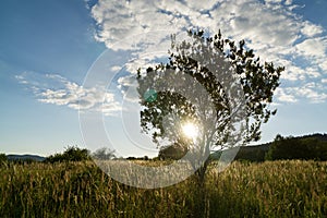 Tree on the meadow in the sunset. Slovakia