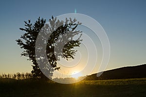 Strom na lúke pri západe slnka. Slovensko