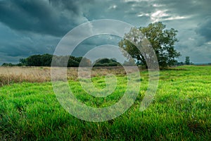 A Tree and a Green Meadow on an Overcast Day