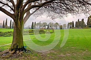 Tree on green meadow. Sigurta Park, Italy. photo
