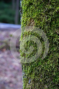 Tree with green moss photo