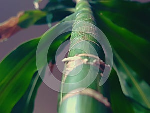 Upon the Leaning Tree