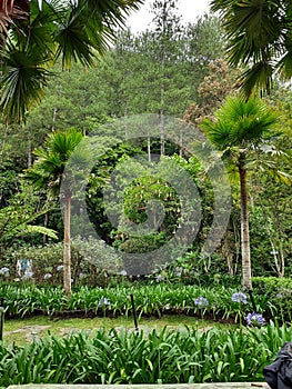 Tree green nature flower