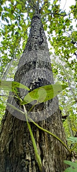 Tree green oxigen the forest