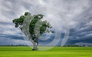 Tree in green rice field with overcast sky. Agricultural field in rainy season with stormy sky. Beauty in nature. Carbon credit