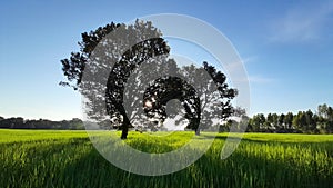 Tree green ricefield blue sky