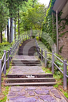 Tree Green Stair Path Background