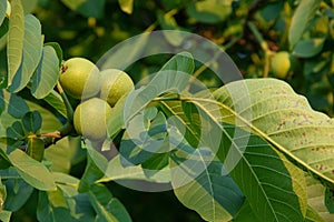 Tree green walnuts on walnut tree branch