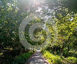 Tree, green, way, tree area, nature, sunlight