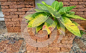 Tree green and yellow leaf Inthe brick pot