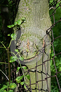A tree grew through the fence