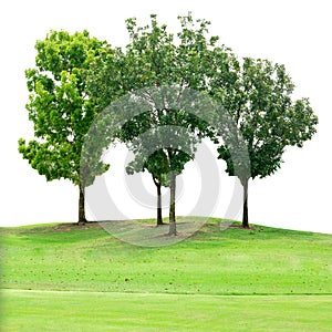 Tree group on grass field isolated on white