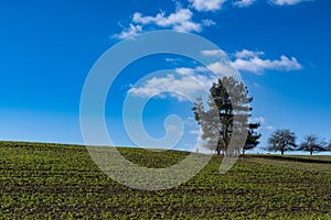 Tree group near the german city called Bad Bocklet