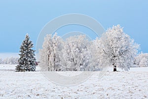 Tree grove at winter
