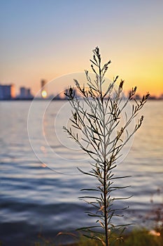 A tree grow near the lake