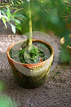 Tree grow in old clay pot with label on root. Plant potted in terracotta flowerpot for home garden