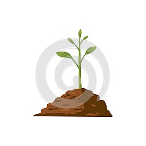 Tree grow. Plant growth from seed to sapling with green leaf. Stages of seedling and growing tree in soil. Gardening
