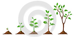 Tree grow. Plant growth from seed to sapling with green leaf. Stages of seedling and growing trees in soil. Gardening photo