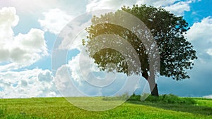 Tree growing alone in green field, sun shining and clouds flying in blue sky