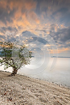 A tree growing alone on the sand