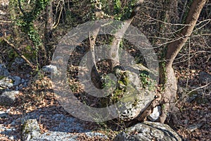 Tree growing around a huge rock