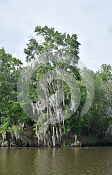 Tree Growing on the Banks of the Bayou