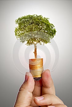 The tree is growing  both on the progress of money and financial reports, along with financial accounts, business, investment on