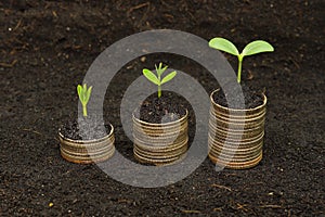 Tree growing on coins